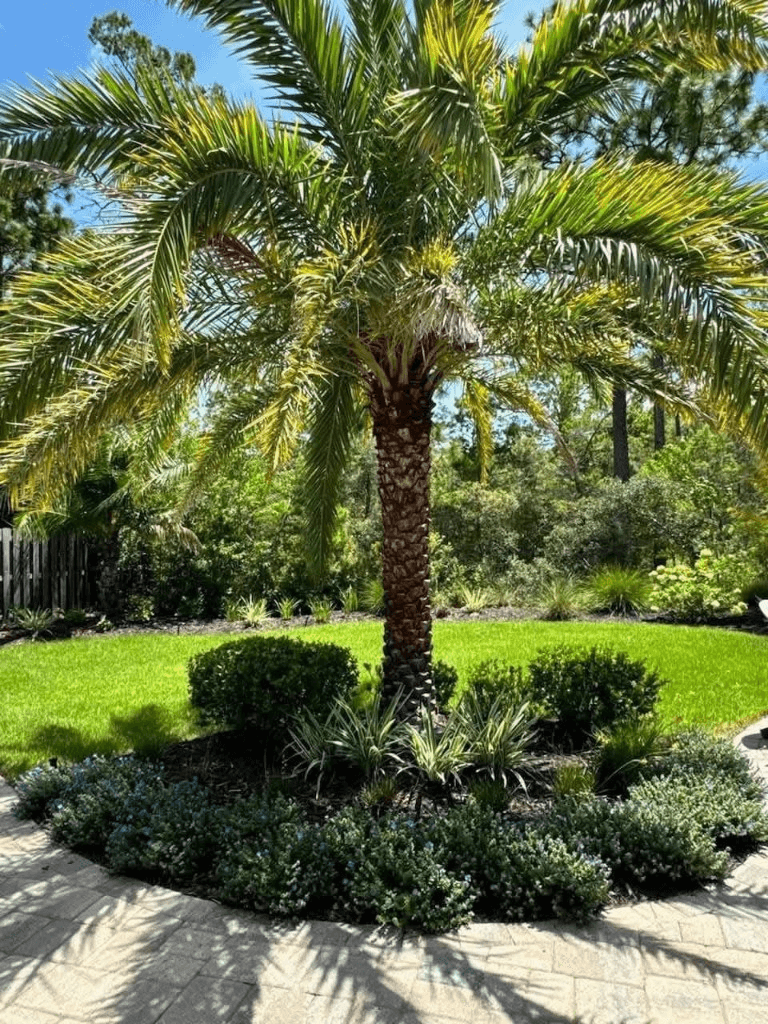 Landscaped garden bed with stone paver walkway and palm tree